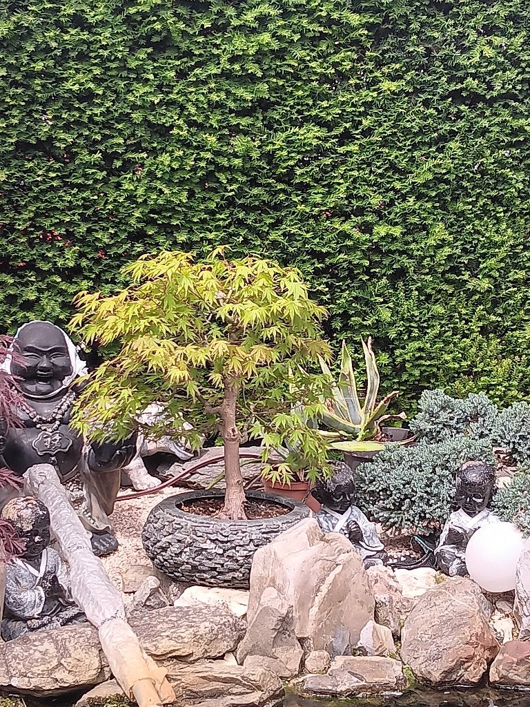 Grote en kleineren Bonsai japanse acer, Bloeit niet, Halfschaduw, Overige soorten, Minder dan 100 cm