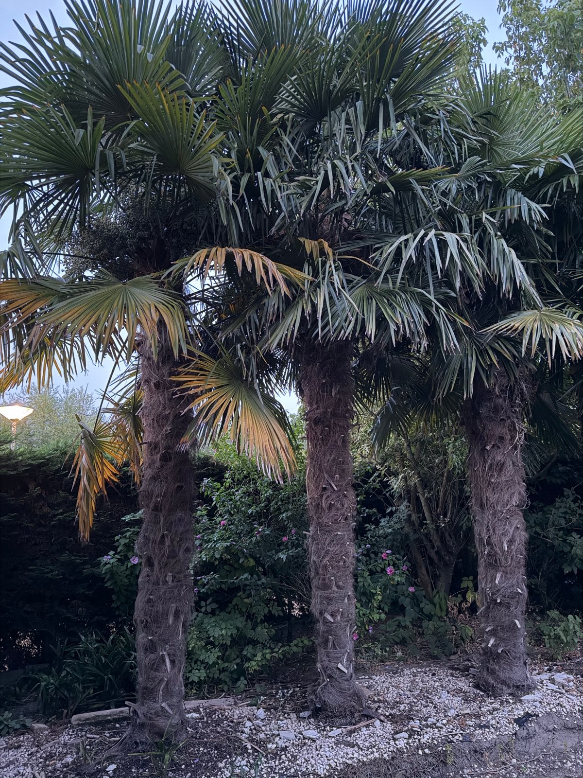 Trachycarpus Fortunei Palmbomen - Winterhard, Volle zon, Vaste plant, Bloeit niet, Ophalen