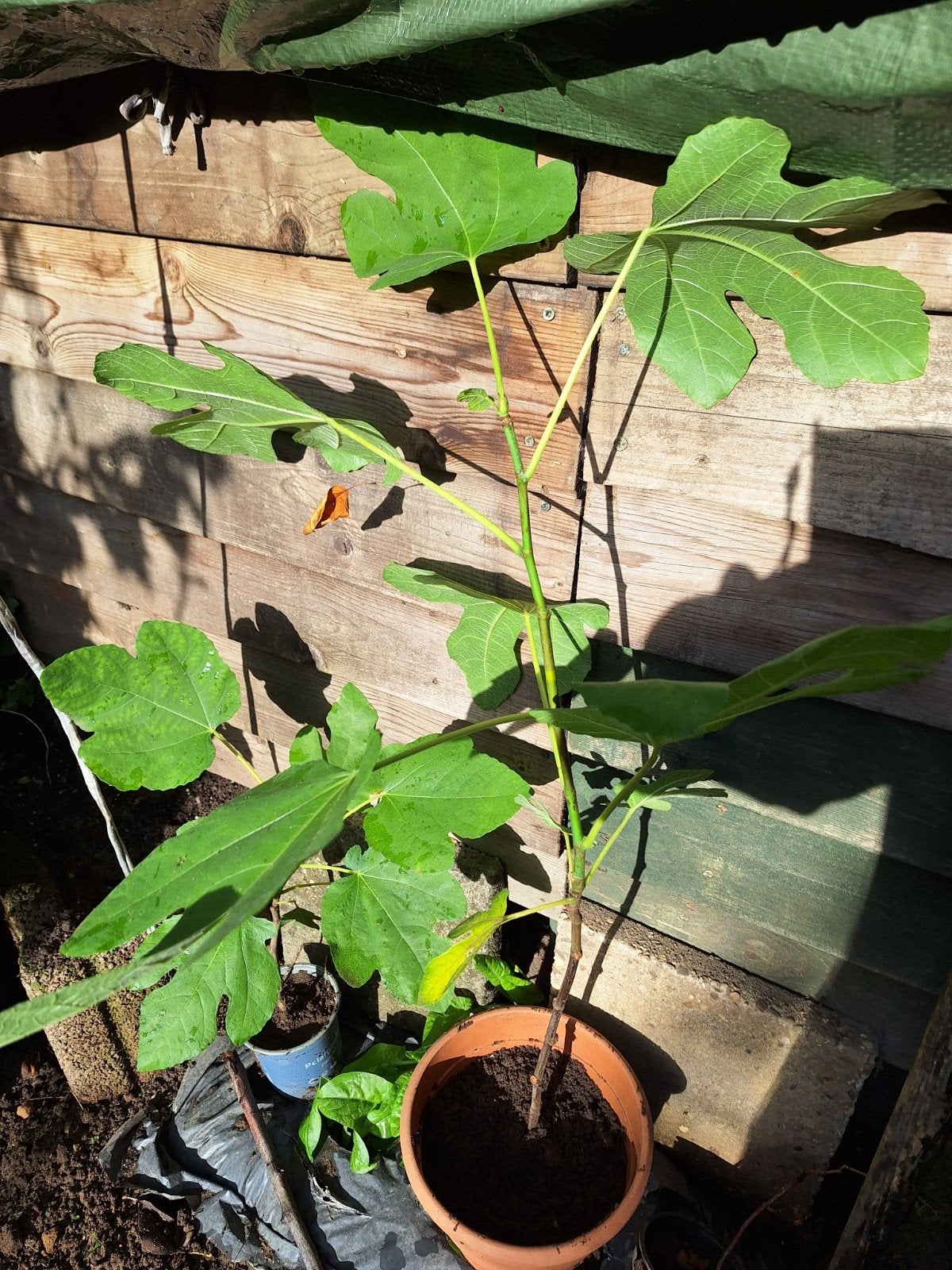 Vijgenboom stekje (Ficus carica), Ophalen, Volle zon, Vaste plant, Zomer