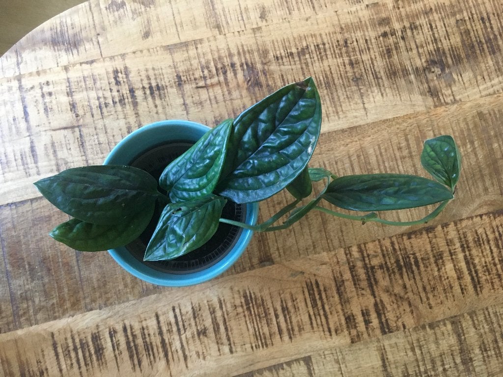 Monstera Karstenianum / Peru, Ophalen of Verzenden, Halfschaduw, Minder dan 100 cm