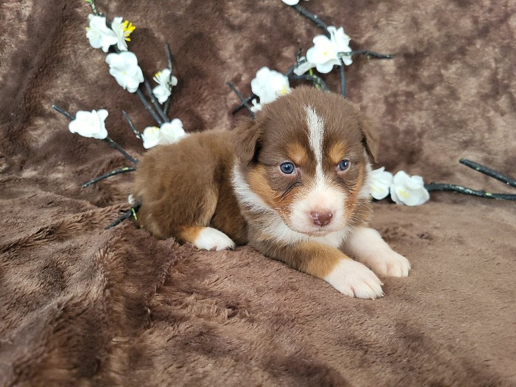 Australian Shepherd met FCI Stamboom, Dieren en Toebehoren, Parvo, 8 tot 15 weken, Teef, Eén hond
