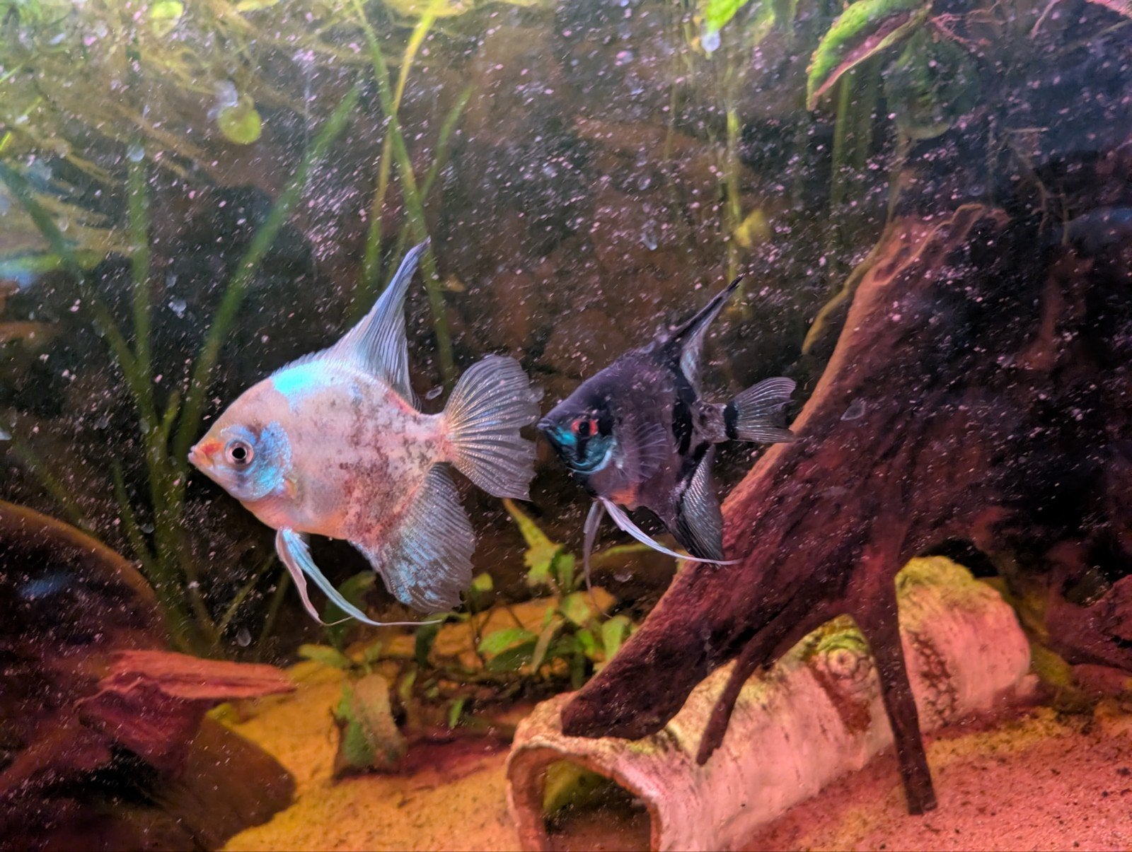 2x maanvissen, Dieren en Toebehoren, Vis, Zoetwatervis