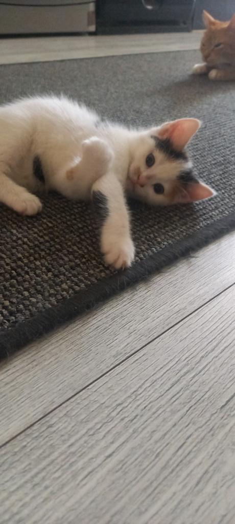 Nog 2 prachtige kittens , die een vooraltijd  thuis zoeken, Meerdere dieren