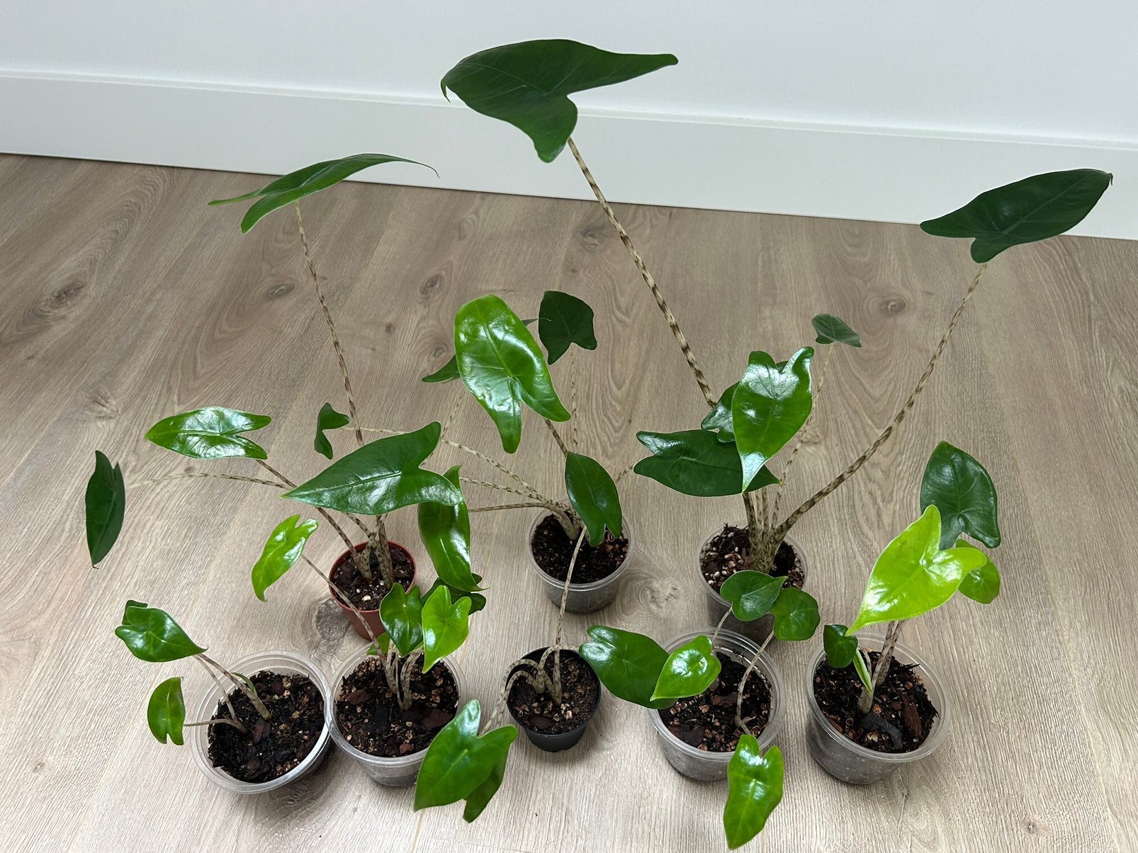 Alocasia Zebrina Pups (2 Plants in each pot) - 5€ each, Ophalen, Halfschaduw, Minder dan 100 cm