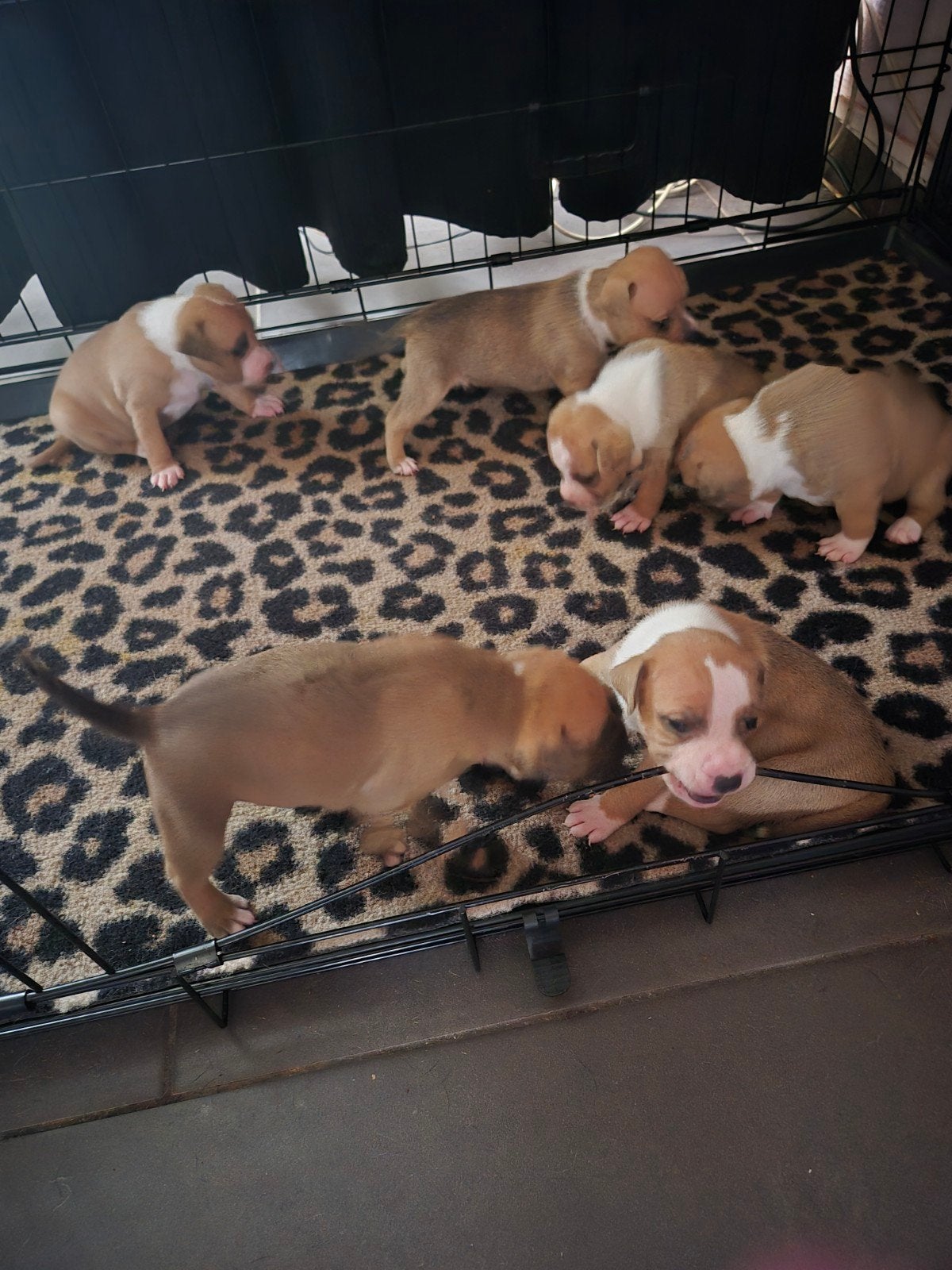 6 super mooie engelse staffordshire, Dieren en Toebehoren, 8 tot 15 weken, Meerdere, Meerdere dieren, CDV (hondenziekte)