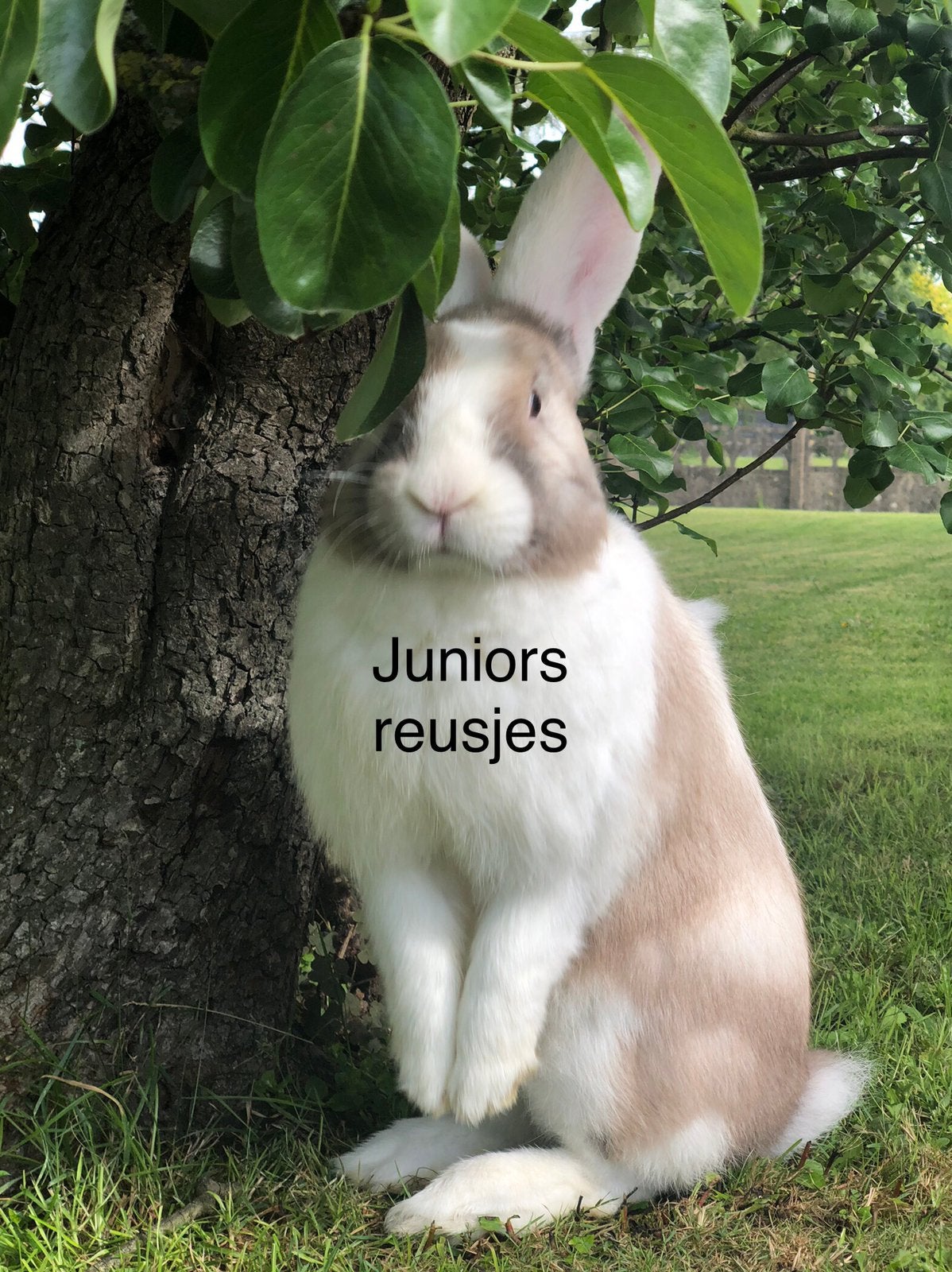 Duitse reus Sallander Witoor ram, Dieren en Toebehoren, Mannelijk, Groot