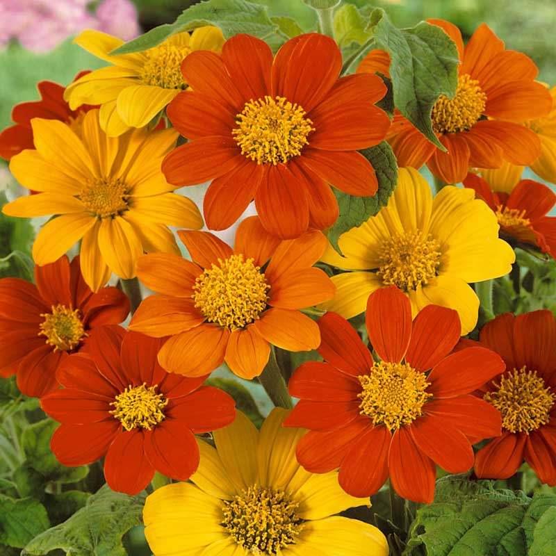 238 Tithonia Rotundifolia zaden mix, Ophalen of Verzenden, Voorjaar, Volle zon, Zaad