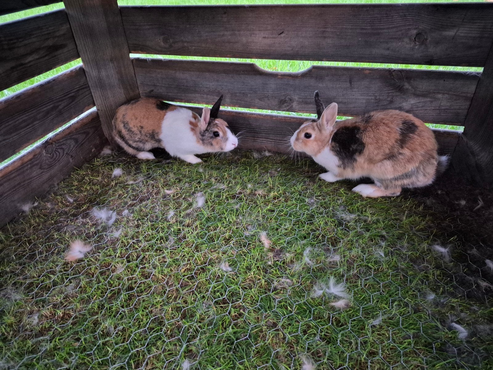konijntjes met hok en toebehoren, Gebruikt, Konijn, Hok, Ophalen