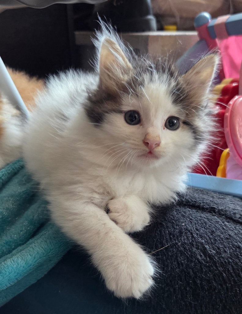 Prachtige Maine Coon x Ragdoll Kitten, Kater, Met stamboom, 0 tot 2 jaar