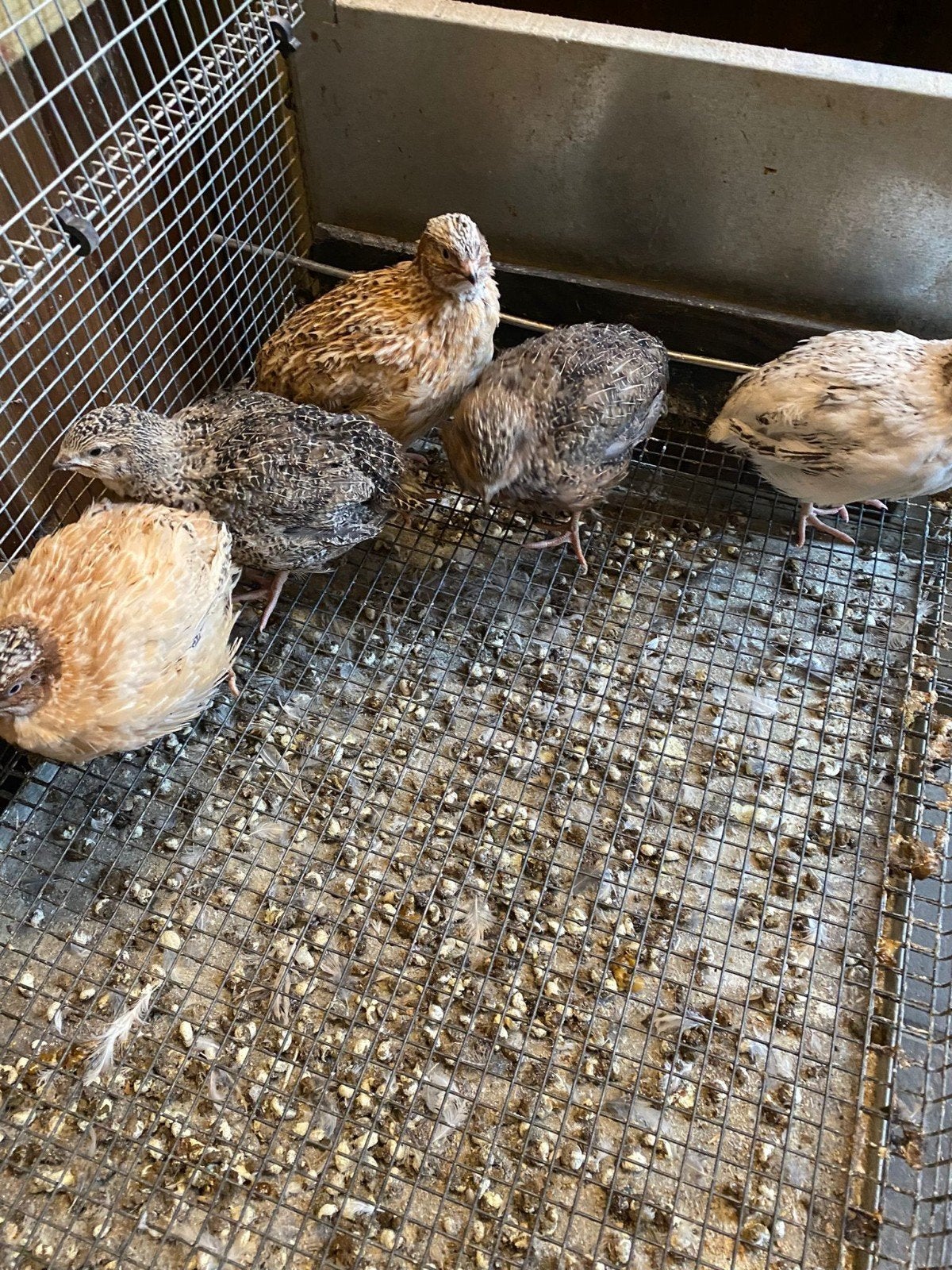 japanse kwartel, Dieren en Toebehoren, Vrouwelijk, Overige soorten