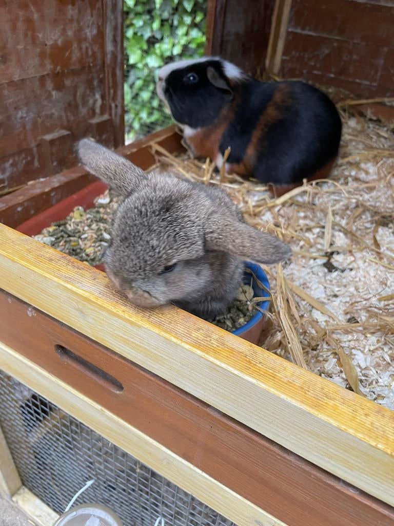 Hangoor konijntjes, Dieren en Toebehoren, Meerdere dieren, Middelgroot, Hangoor, 0 tot 2 jaar