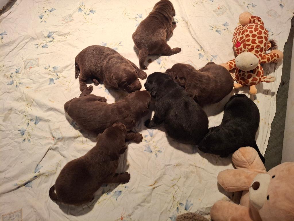 nestjes schitterende labrador pups met stamboom, Dieren en Toebehoren, Honden | Retrievers, Spaniëls en Waterhonden, Parvo, 8 tot 15 weken