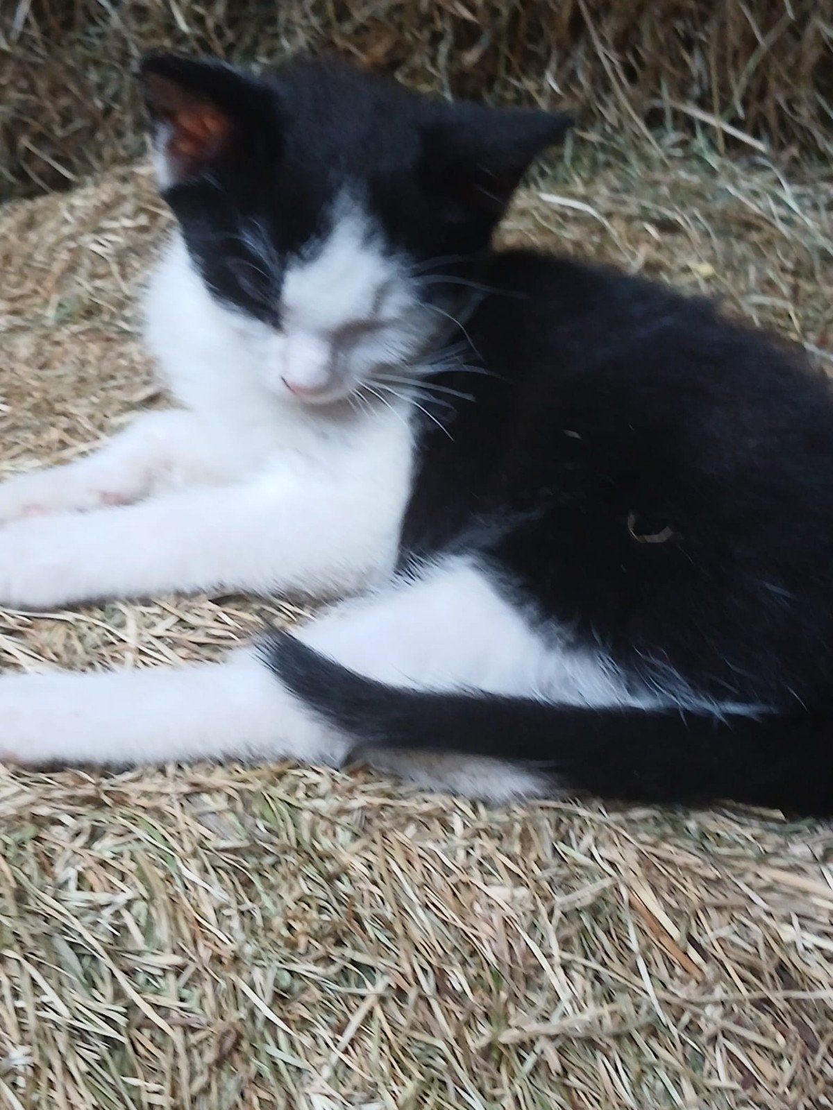 Goed thuis gezocht voor 3 Lieve Kittens, Meerdere dieren, Kortharig, 0 tot 2 jaar