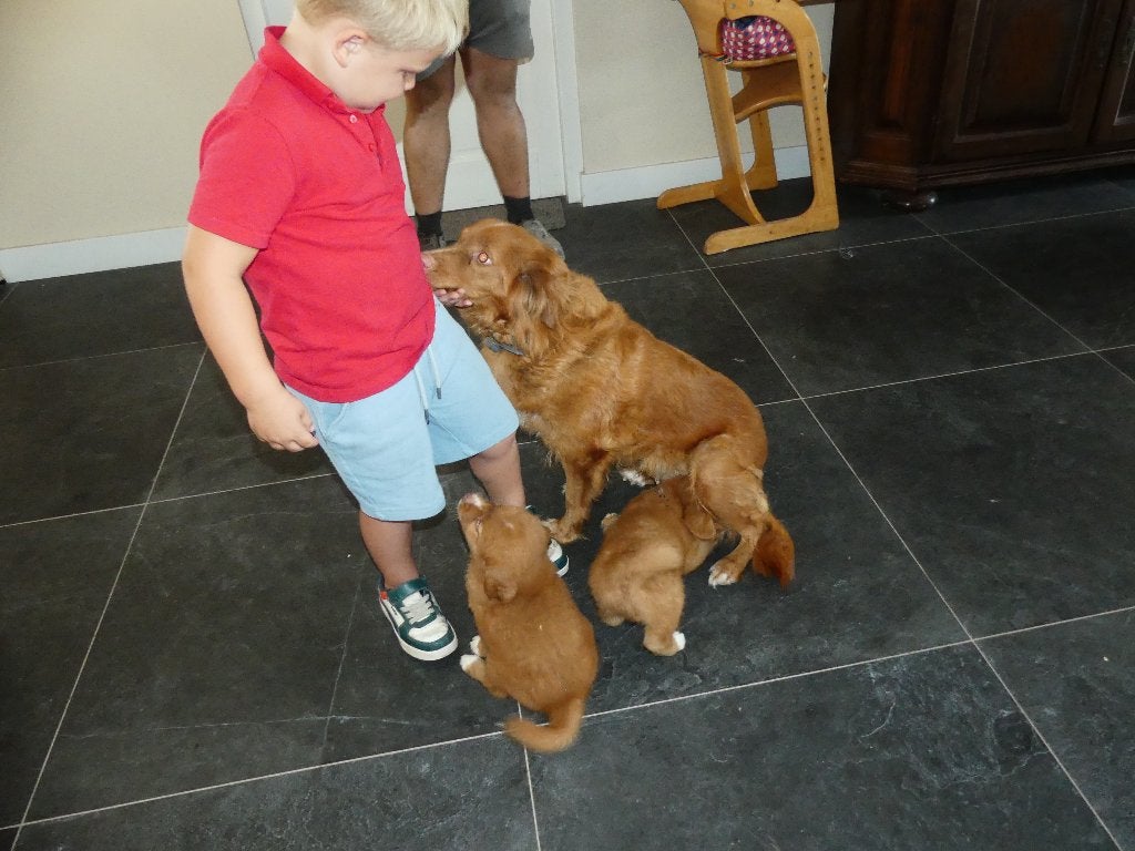 toller nova scotia duck tolling  retriever pups, Dieren en Toebehoren, Parvo, Overige rassen, 8 tot 15 weken, Meerdere