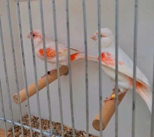 Rood mozaïek kanaries, Dieren en Toebehoren, Meerdere dieren, Kleurkanarie