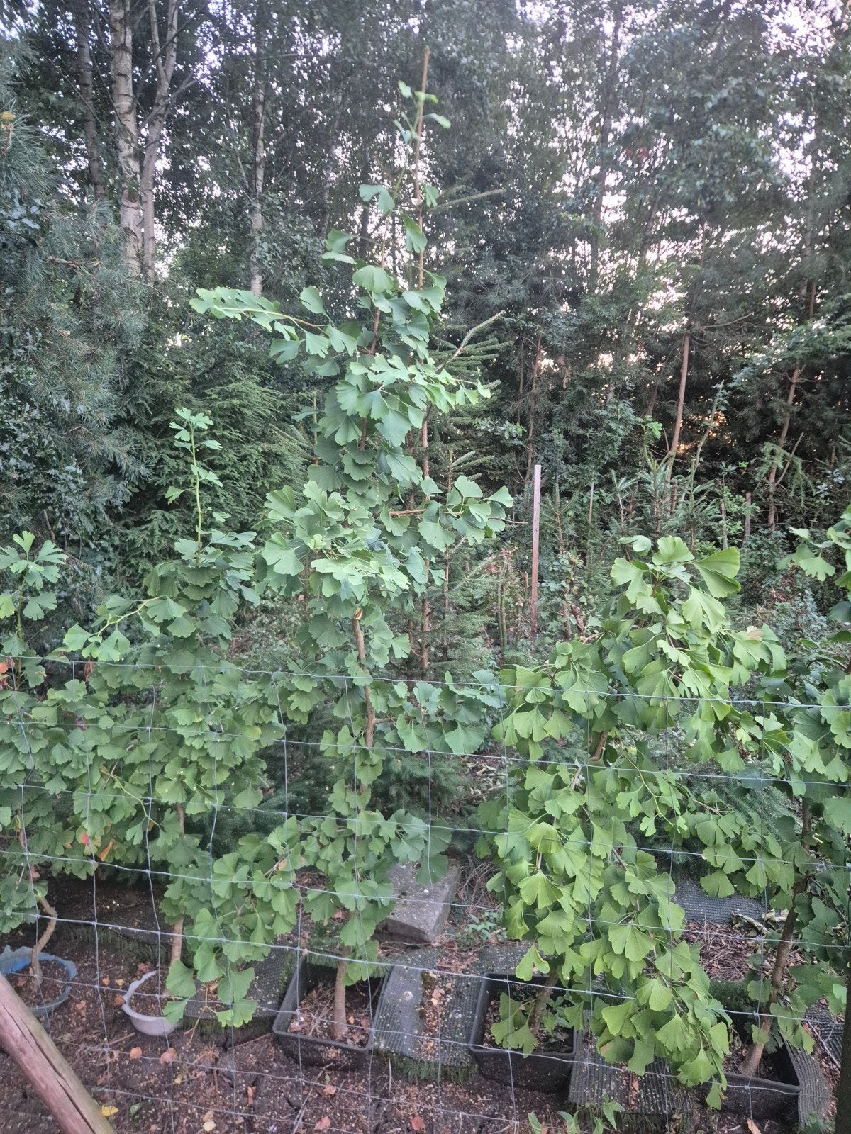 Ginkgo Biloba  250 cm hoog - super geschikt voor bonsai, Overige soorten, Volle zon, Vaste plant, Ophalen of Verzenden