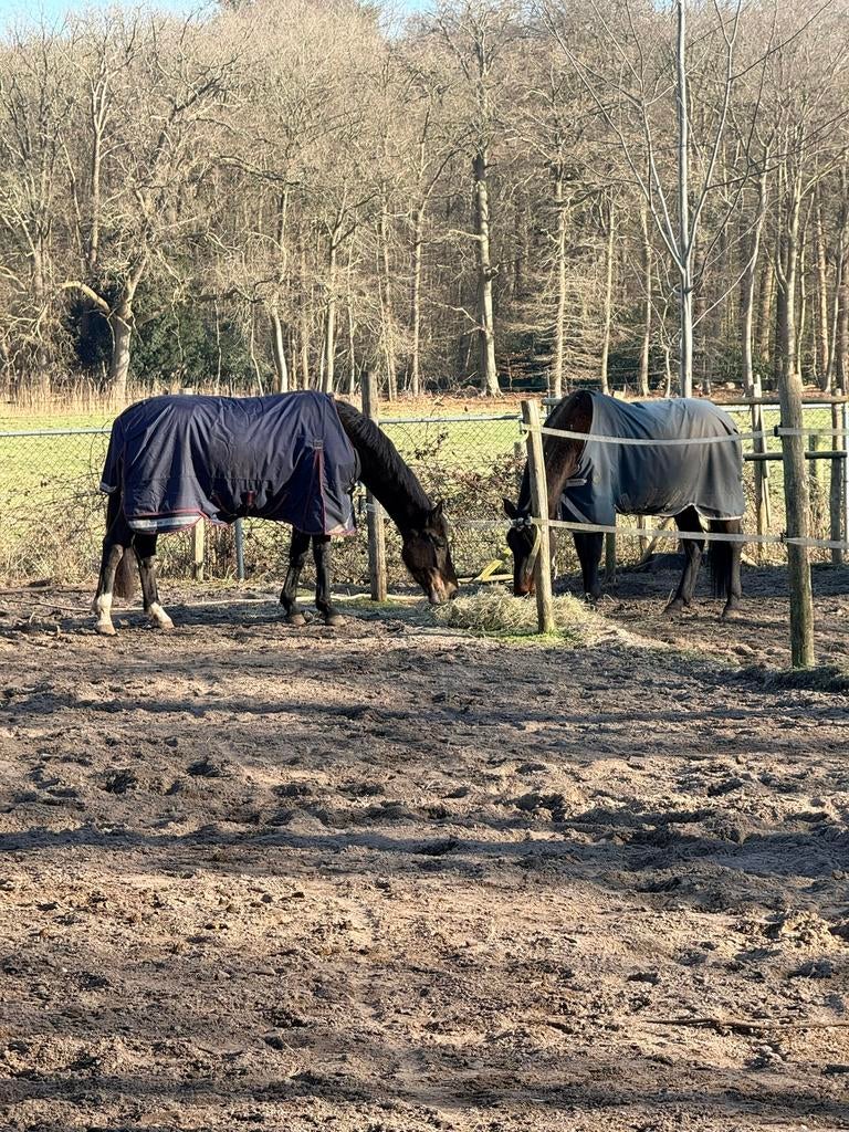 Stalhulp gevraagd, Dieren en Toebehoren, Paarden en Pony's | Dekens en Dekjes, Zo goed als nieuw, Ophalen of Verzenden