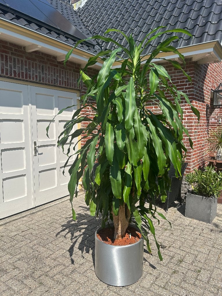 Draceana plant in rvs ronde plantenbak, 220hoog, Ophalen, 200 cm of meer, Overige soorten, Halfschaduw