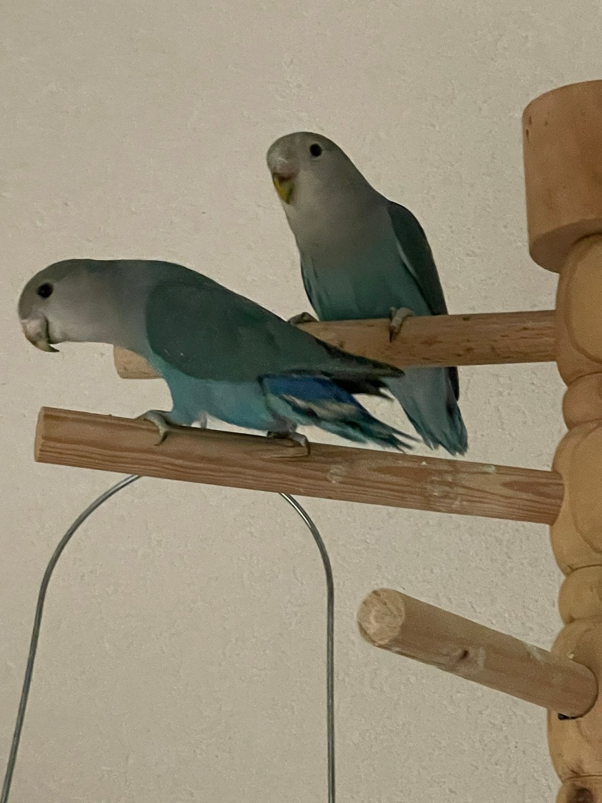 Prachtige en Lieve Agapornis Dwergpapegaai Lovebird Handtam, Meerdere dieren, Dwergpapegaai of Agapornis, Tam