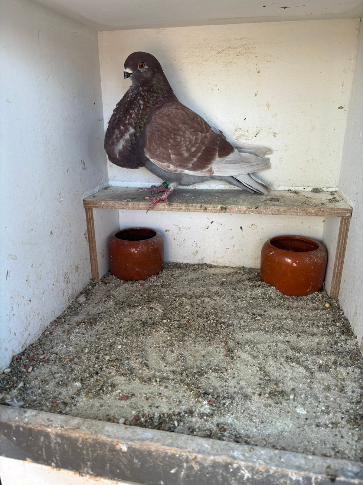 Duivin, Dieren en Toebehoren, Vogels | Duiven, Vrouwelijk, Kropper