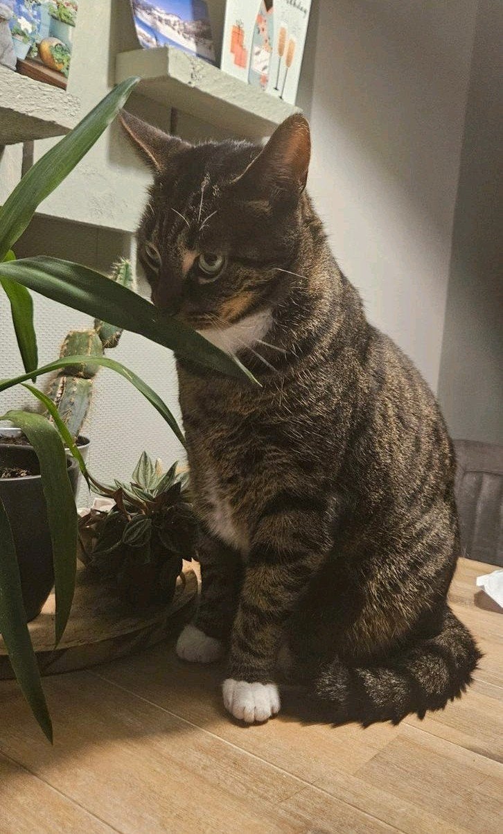 2 lieve volwassen katten., Dieren en Toebehoren, Meerdere dieren