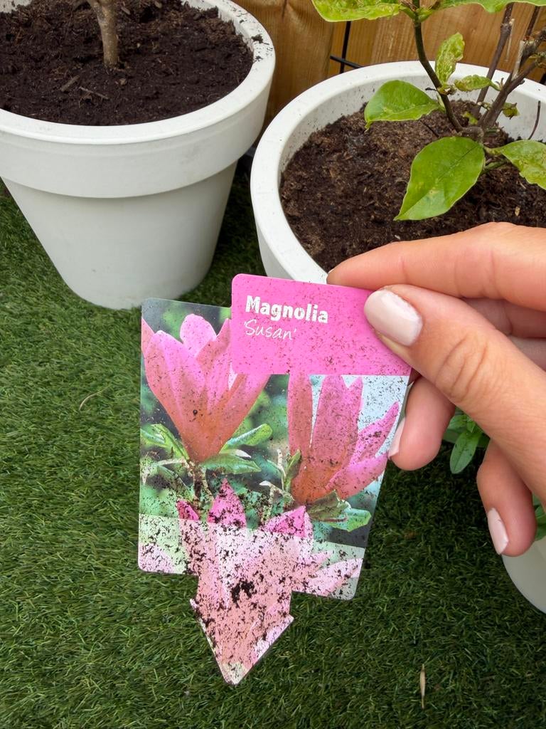 Magnolia planten, Tuin en Terras, Volle zon, Vaste plant, Lente, Ophalen