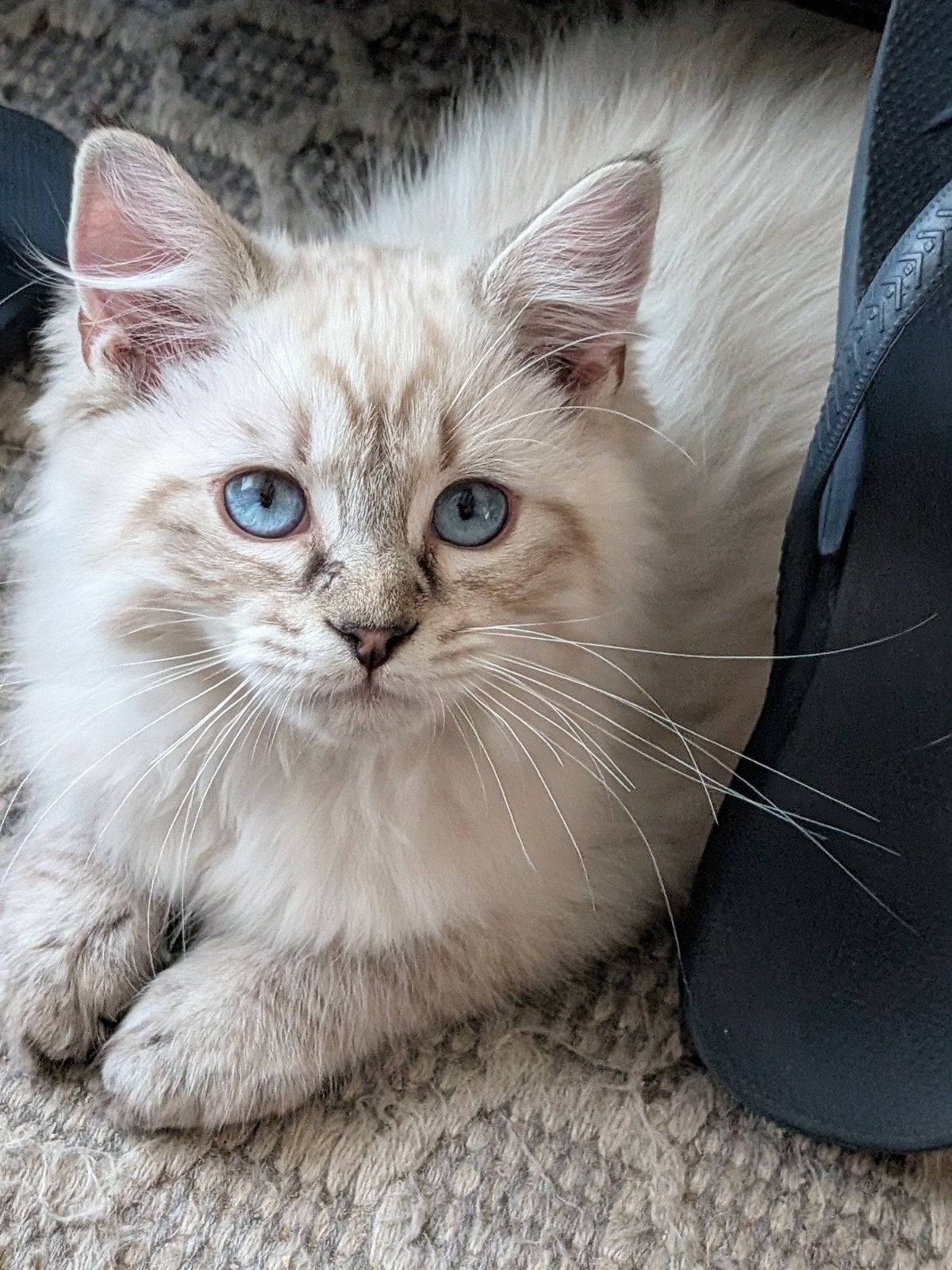 ragdoll kittens, Kater, Ontwormd, 0 tot 2 jaar