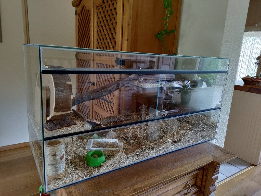 Compleet luxe glazen terrarium, Ophalen, Minder dan 60 cm, Hamster, Kooi