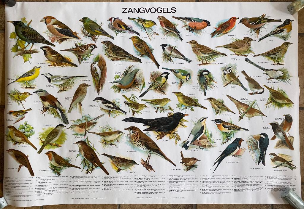 Poster "Zangvogels", Ophalen of Verzenden, Nieuw, A1 t/m A3, Dier of Natuur