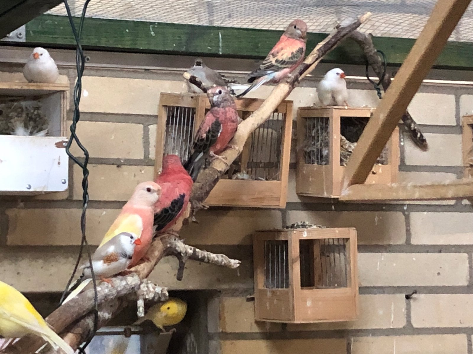 Bourke parkieten, Meerdere dieren, Parkiet
