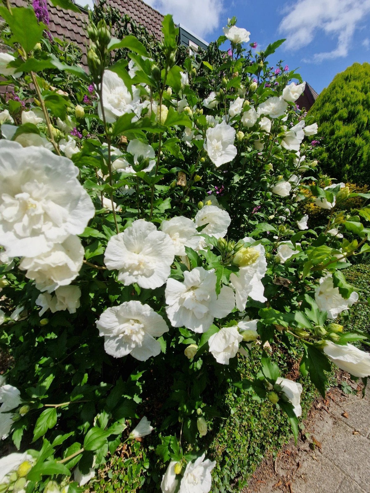 Witte Hibiscus zaden - 30 stuks, Ophalen of Verzenden, Najaar, Halfschaduw