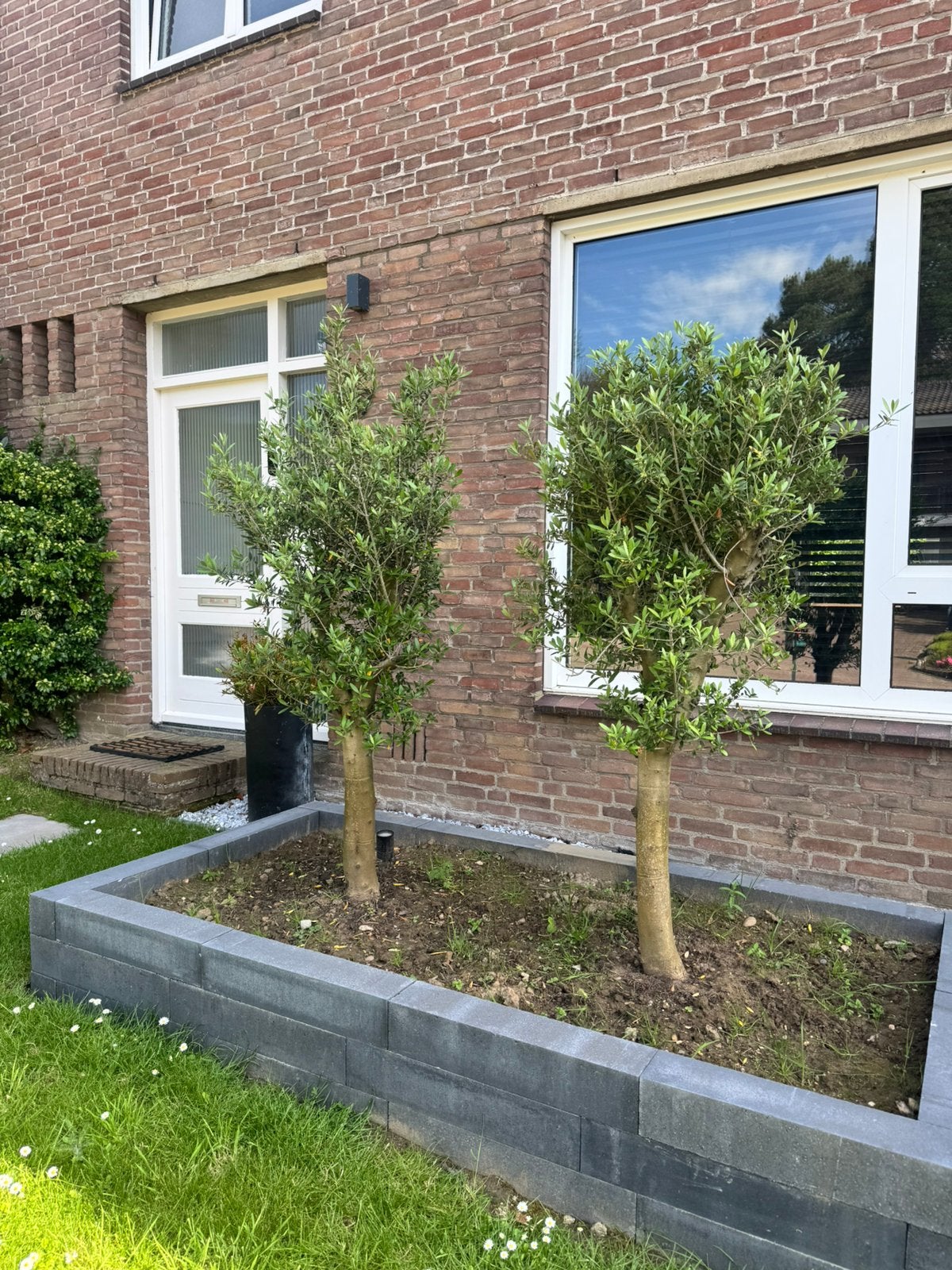2x olijfbomen | winterhard | dikke stam!, Tuin en Terras, Planten | Bomen, Ophalen, Volle zon, Olijfboom, 100 tot 250 cm