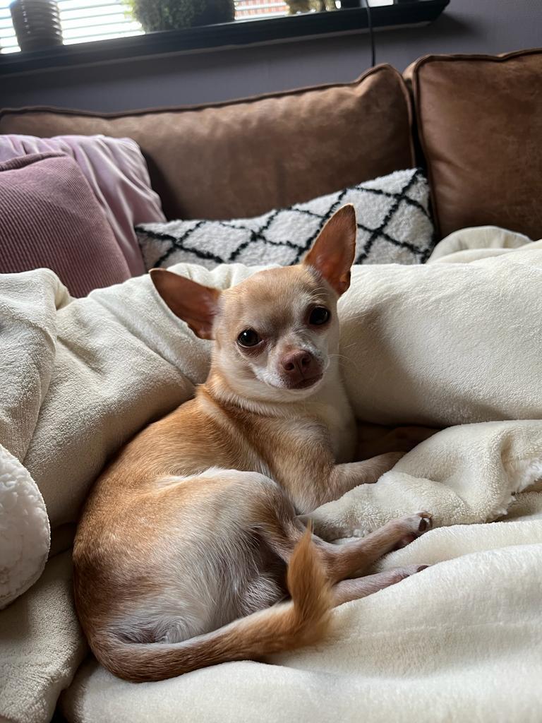 Dekreu chihuahua (niet te koop!), Dieren en Toebehoren, 6 jaar of ouder, Reu, Parvo, Eén hond