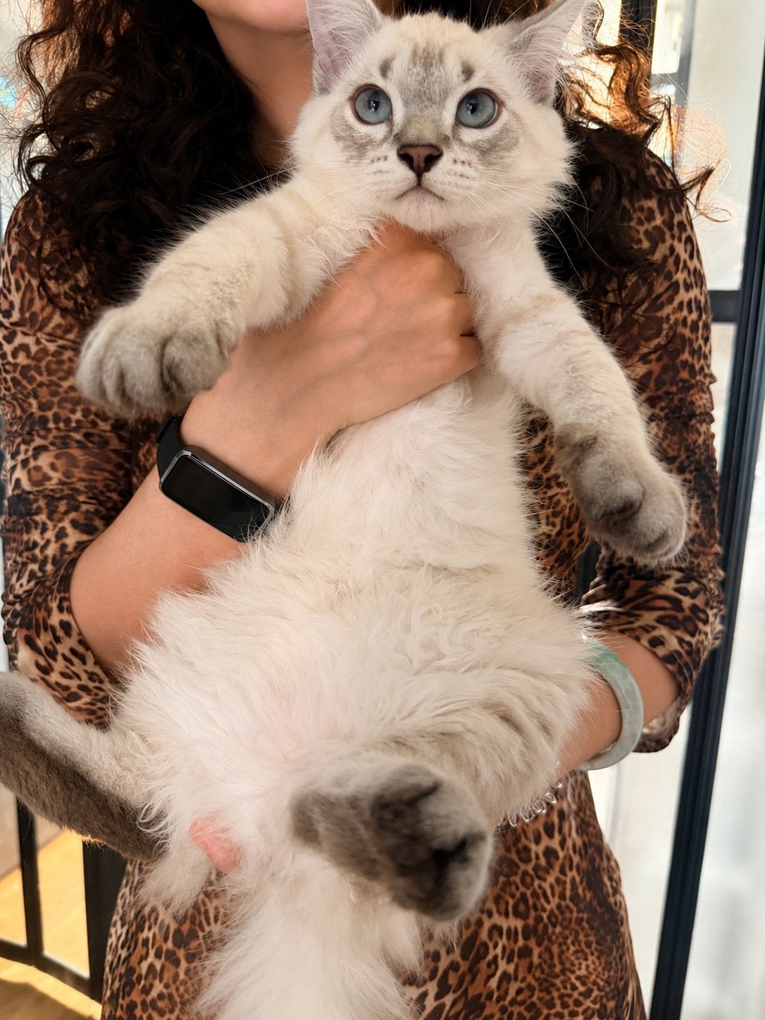 Zachtaardig, aanhankelijk. Boskat met Neva Masquerade gene, Kater, Langharig, 0 tot 2 jaar
