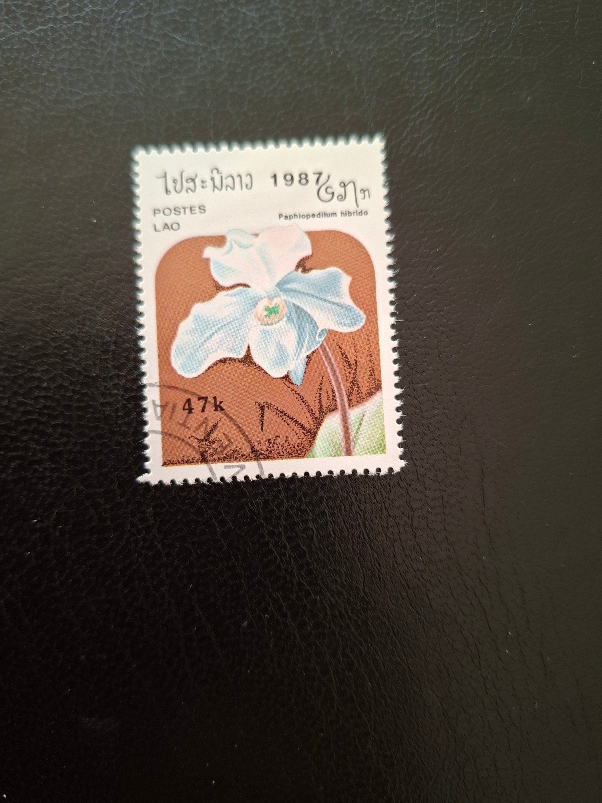 Bloemen.  Orchidee.  Laos, Ophalen of Verzenden, Dier of Natuur