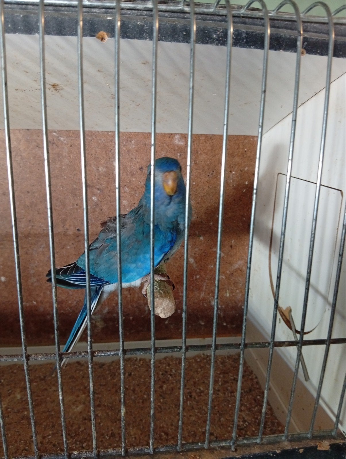 Blauw ef violet split man Splendid, Dieren en Toebehoren, Vogels | Parkieten en Papegaaien, Mannelijk, Parkiet