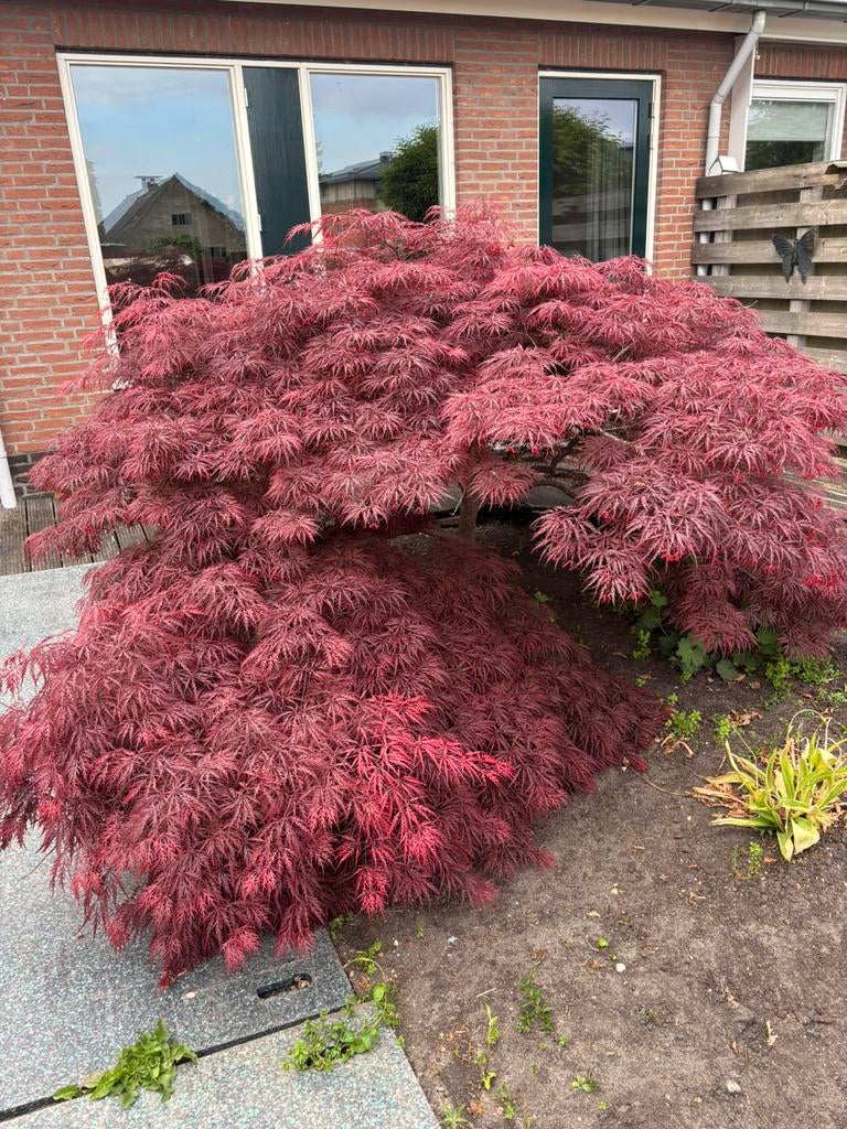 Japanse Esdoorn, Tuin en Terras, Ophalen, Bloeit niet, Halfschaduw, Overige soorten