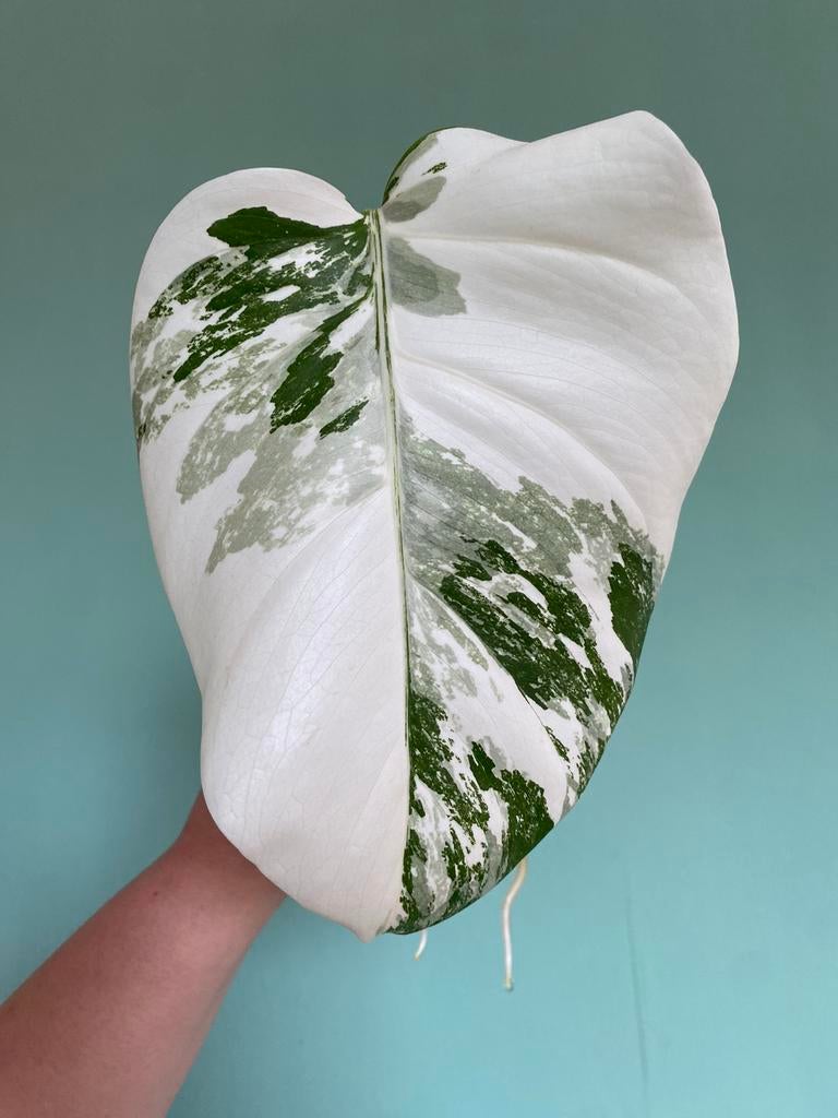 Prachtige, superwitte Monstera Albo Variegata stek, Ophalen, Halfschaduw, Minder dan 100 cm