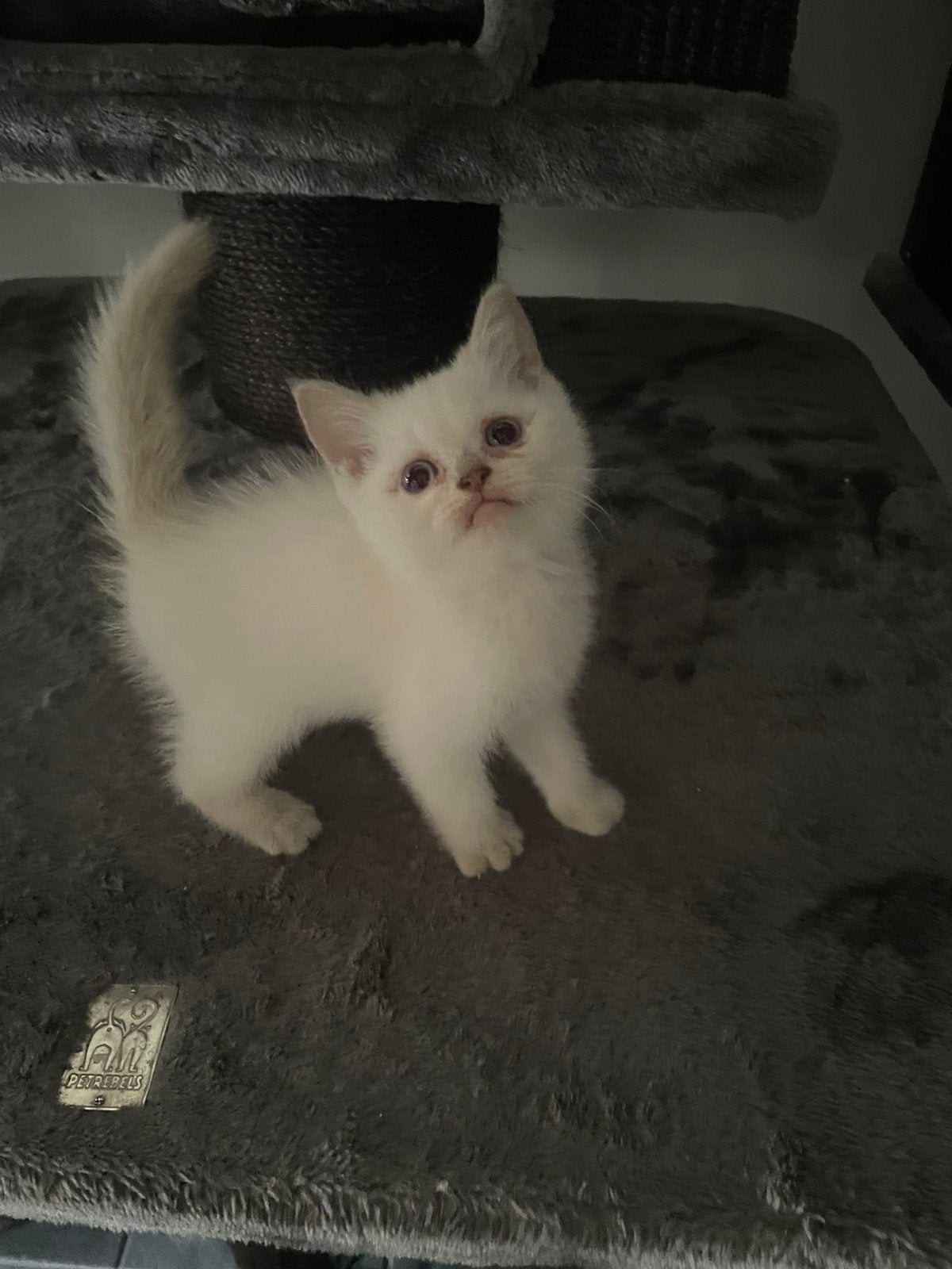 Britse korthaar kittens, Dieren en Toebehoren, Katten en Kittens | Raskatten | Langhaar, Meerdere dieren, Ontwormd
