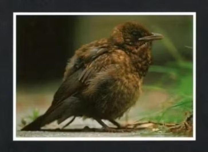 Ansichtkaart Jonge Merel Fledgling Blackbird., Ophalen of Verzenden, 1980 tot heden, Ongelopen, Vogel