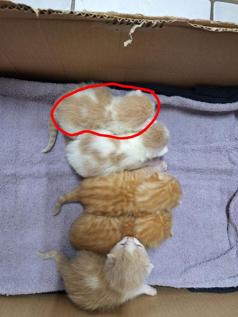 Nog 1 zalmwit poesje zoekt haar gouden mandje!, Dieren en Toebehoren, Kater