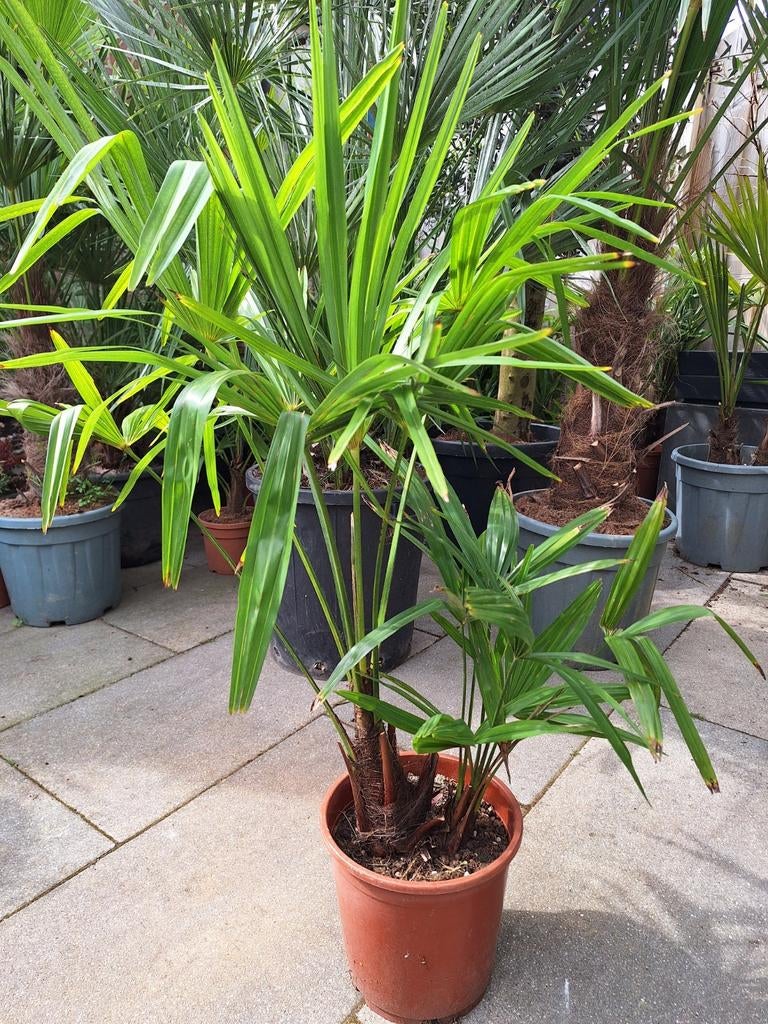 Trachycarpus Fortunei 2 stammen, Ophalen, Overige soorten, Halfschaduw