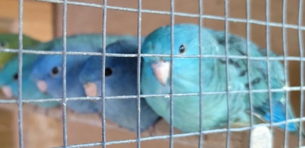 Catharina parkieten, Dieren en Toebehoren, Vogels | Parkieten en Papegaaien, Meerdere dieren, Parkiet, Geringd