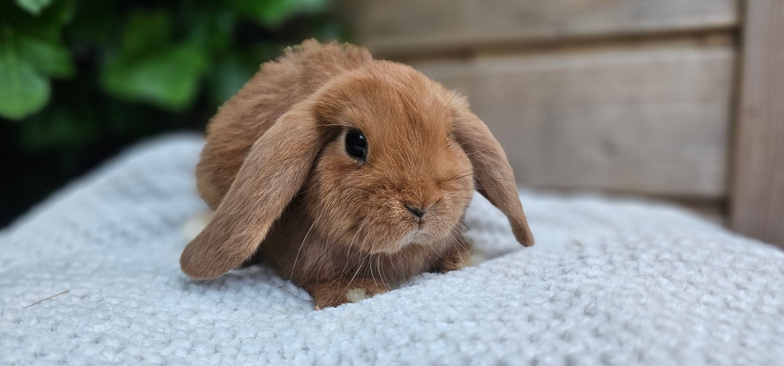 Knappe zuivere oranje NHD konijntjes (voedsters), Meerdere dieren, Klein, Hangoor, 0 tot 2 jaar