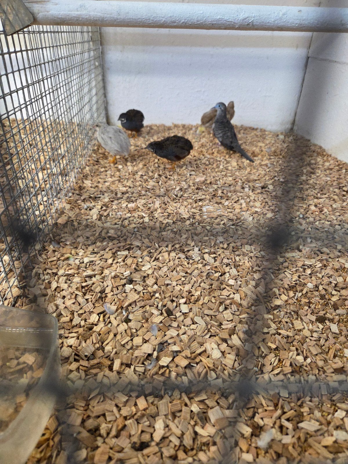 chineze dwerg kwartels, Dieren en Toebehoren, Vogels | Overige Vogels, Meerdere dieren