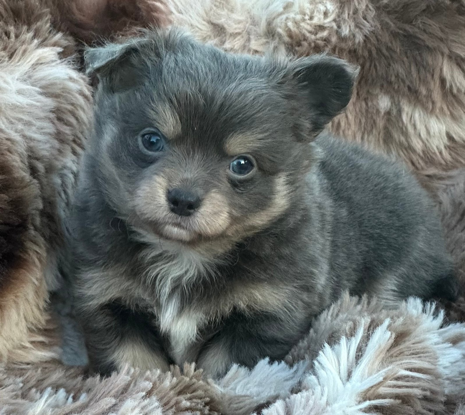 Nog 1 prachtig Chinese naakthond x Chihuahua pupje, Parvo, 8 tot 15 weken, Meerdere, Meerdere dieren
