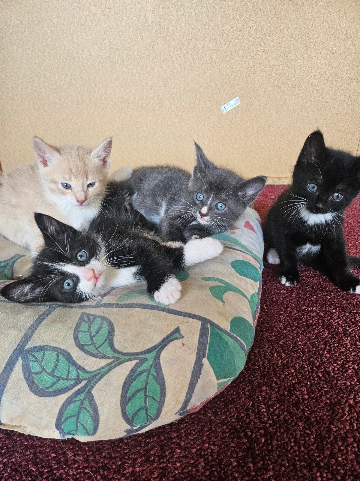 Kittens, Dieren en Toebehoren, Katten en Kittens | Overige Katten, Meerdere dieren, Kortharig, 0 tot 2 jaar