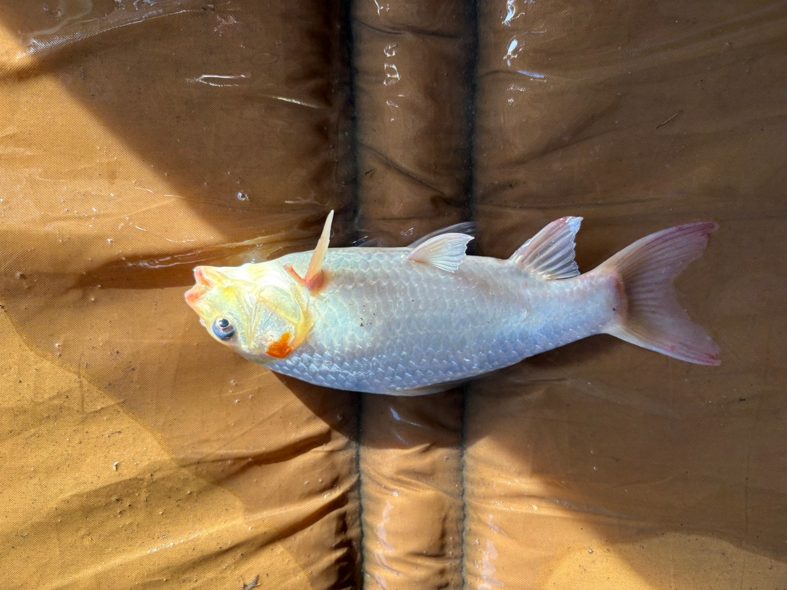 jonge koi, Vis