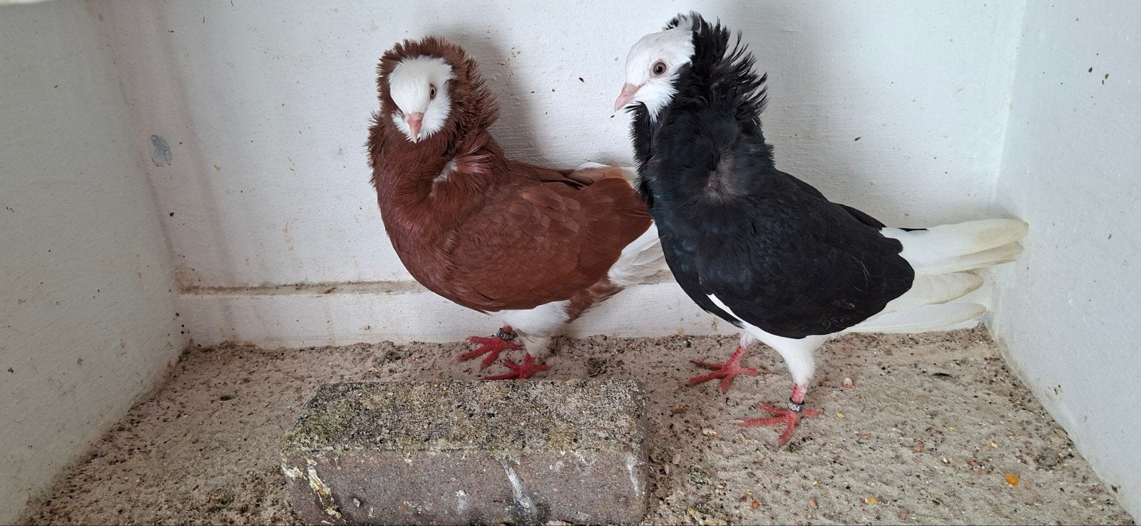 Te koop sierduiven Oudhollands kapucijnen duiven, Dieren en Toebehoren, Meerdere dieren, Overige soorten