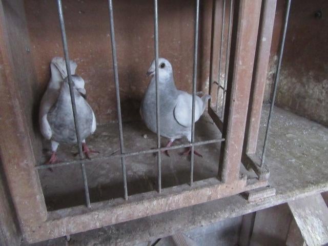 Vliegduiven, Dieren en Toebehoren, Meerdere dieren, Postduif